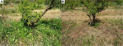 Effects of Ground Cover Management on Biotic Communities, Ecosystem Services and Disservices in Organic Deciduous Fruit Orchards in South Africa